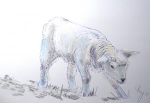 Sketchbook Lamb Sketch      Taking A Bow